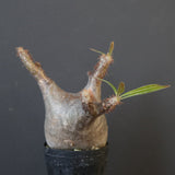 P.グラキリス 1655