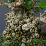 オオハマボウ　EC1674