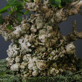 オオハマボウ　EC1674