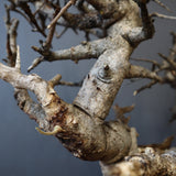 B.ネグレクタ 49