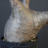 P.グラキリス 1655