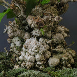 オオハマボウ　EC1674