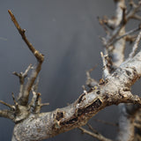 B.ネグレクタ 49