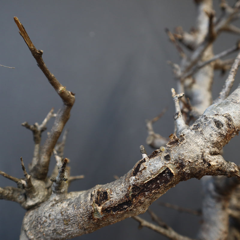 B.ネグレクタ 49