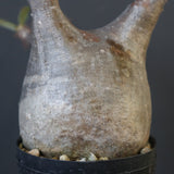 P.グラキリス 1655