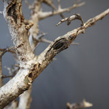 B.ネグレクタ 49