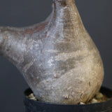 P.グラキリス 1655