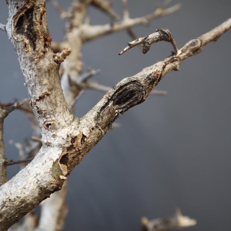 B.ネグレクタ 49