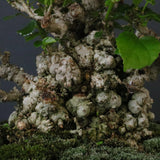 オオハマボウ　EC1674