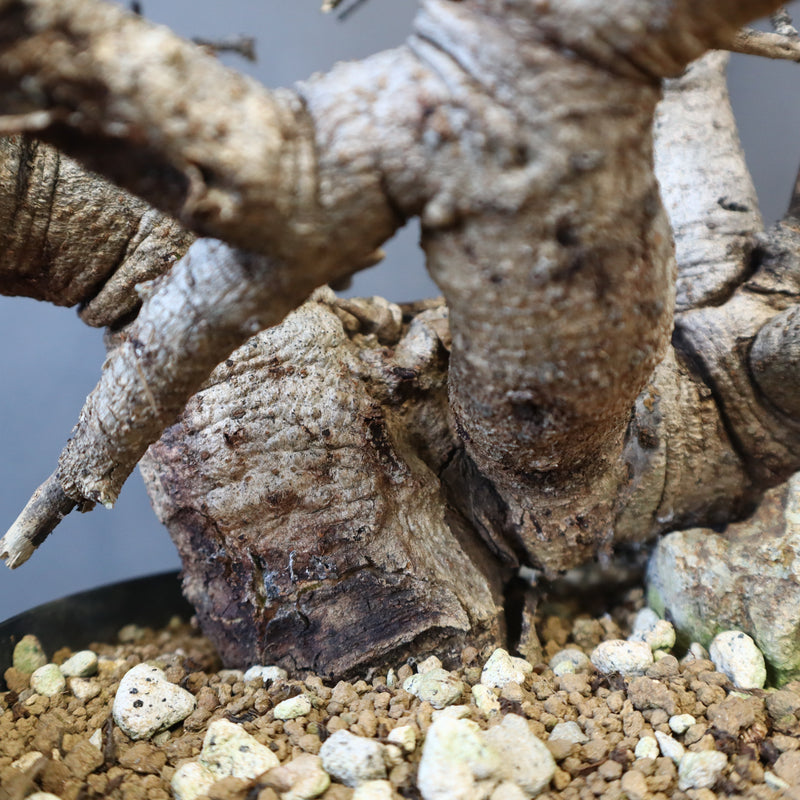 B.ネグレクタ 49