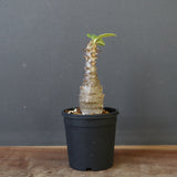 P.ウィンゾリー（実生）142