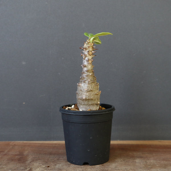 P.ウィンゾリー（実生）142