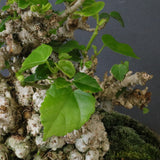 オオハマボウ　EC1674