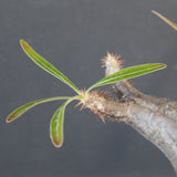 P.グラキリス 1655