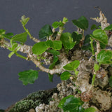 オオハマボウ　EC1674