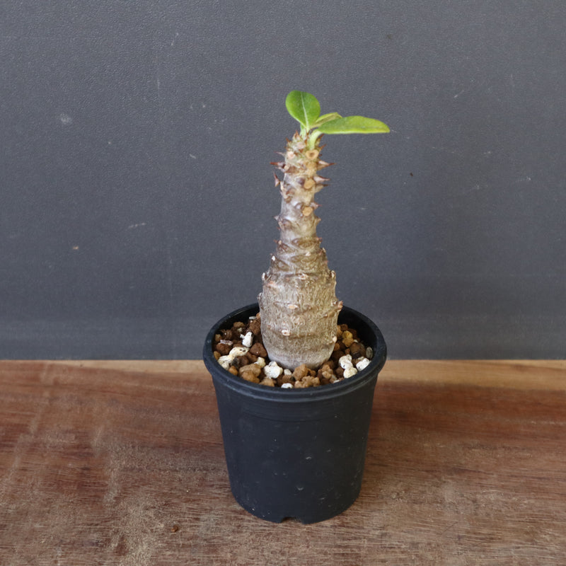 P.ウィンゾリー（実生）142