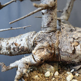 B.ネグレクタ 49