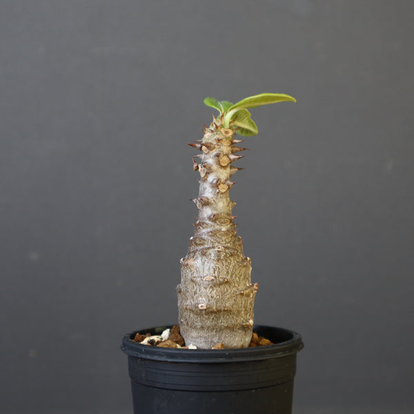 P.ウィンゾリー（実生）142