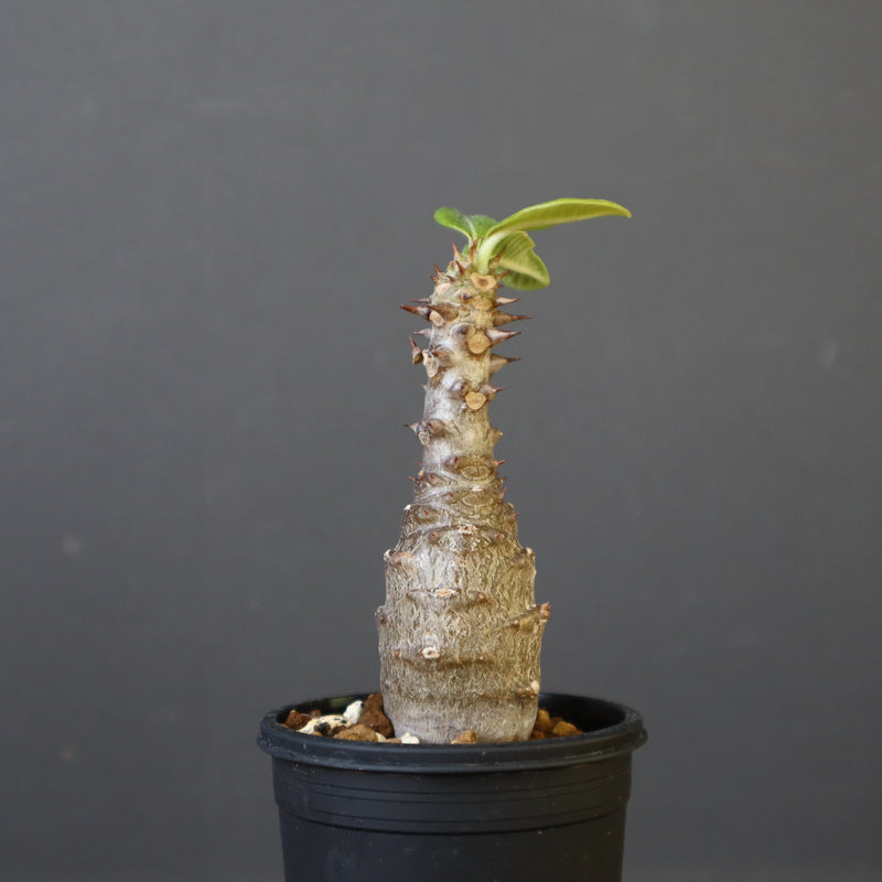 P.ウィンゾリー（実生）142