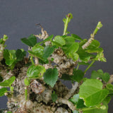 オオハマボウ　EC1674