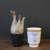 P.グラキリス 1625