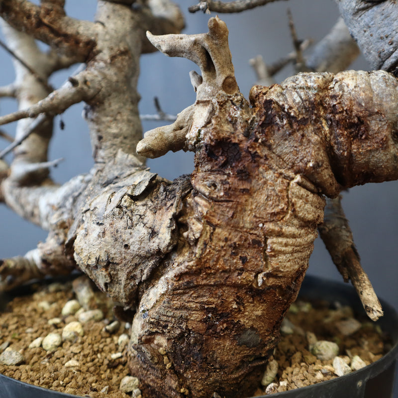 B.ネグレクタ 49