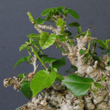 オオハマボウ　EC1674