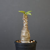 P.ウィンゾリー（実生）142