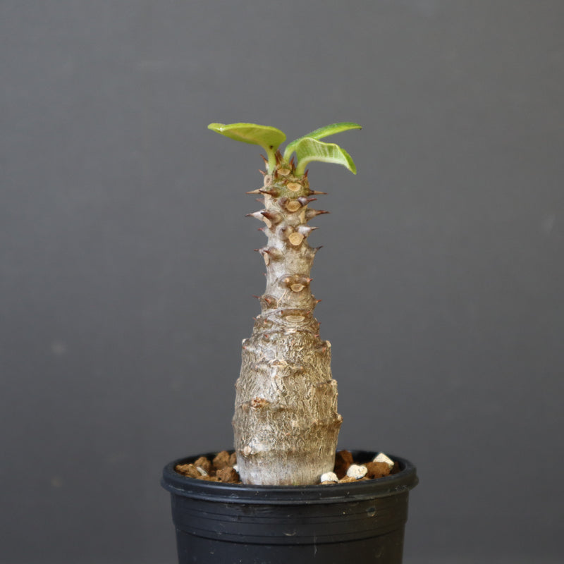 P.ウィンゾリー（実生）142