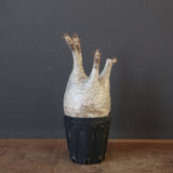 P.グラキリス 1625