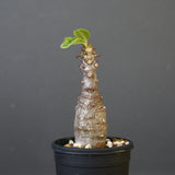 P.ウィンゾリー（実生）142