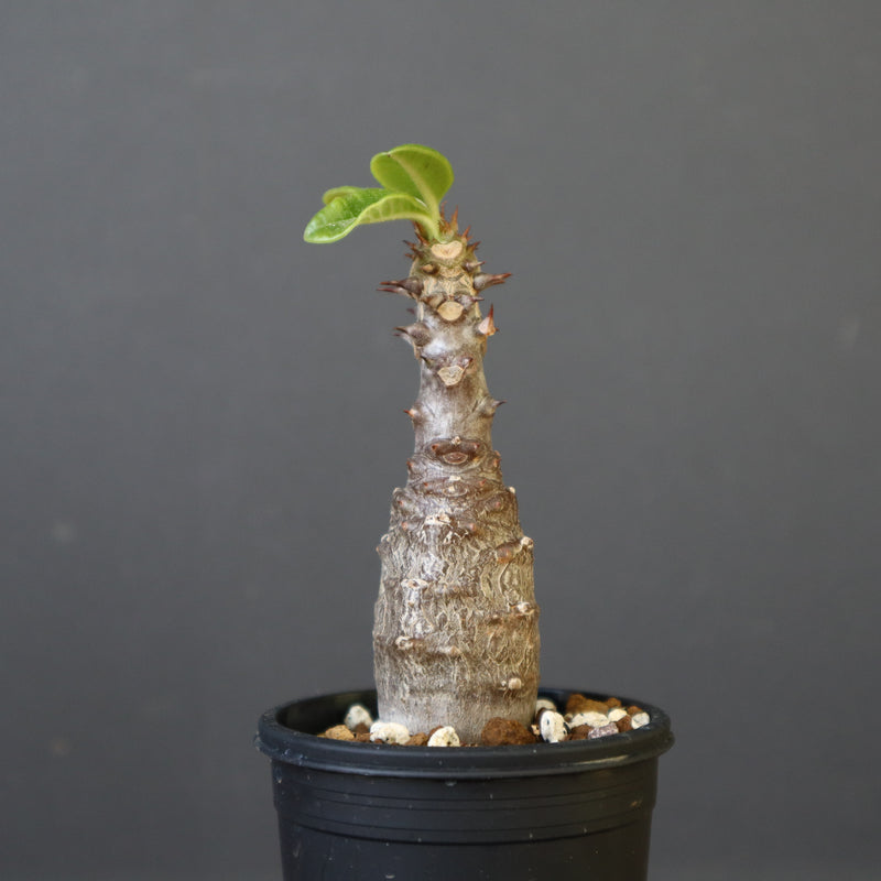 P.ウィンゾリー（実生）142