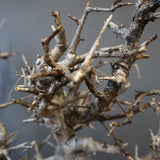 B.ネグレクタ 49