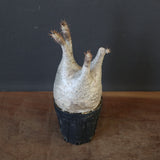 P.グラキリス 1625