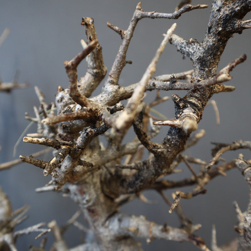 B.ネグレクタ 49