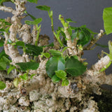 オオハマボウ　EC1674