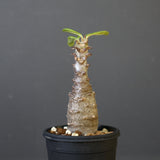 P.ウィンゾリー（実生）142