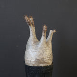 P.グラキリス 1625