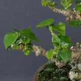 オオハマボウ　EC1674