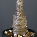 P.ウィンゾリー（実生）142