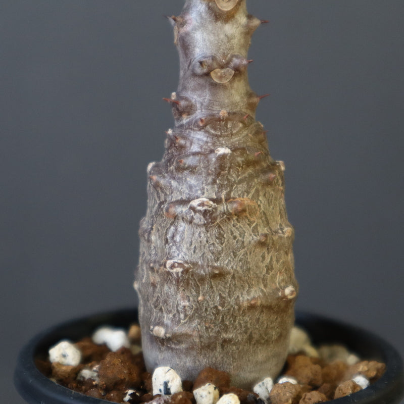 P.ウィンゾリー（実生）142