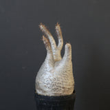 P.グラキリス 1625