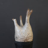 P.グラキリス 1625