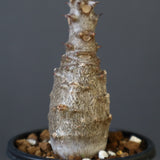 P.ウィンゾリー（実生）142