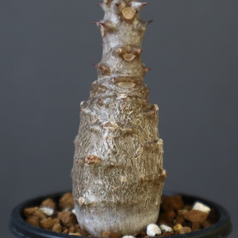 P.ウィンゾリー（実生）142