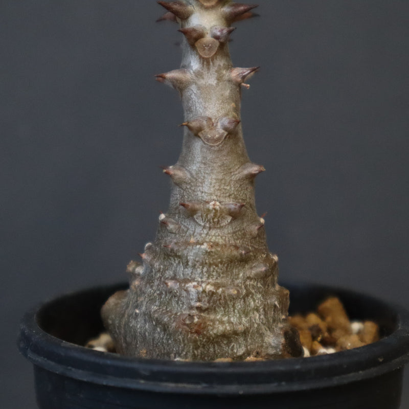 P.ウィンゾリー（実生）331