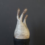 P.グラキリス 1625