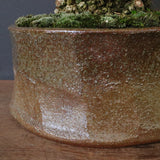 オオハマボウ　EC1674