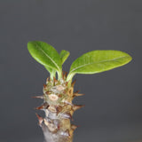 P.ウィンゾリー（実生）142