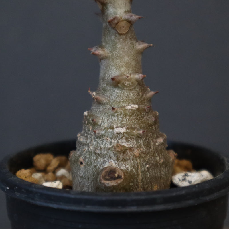 P.ウィンゾリー（実生）331